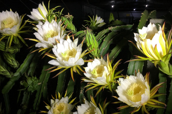 霸王花是火龙果的花吗,答案是否定的