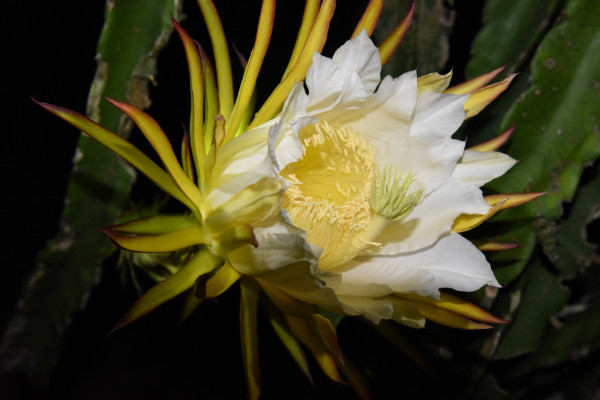 霸王花是火龙果的花吗,答案是否定的