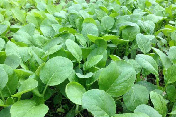 白菜种植技术,种植前先对土壤翻耕整地