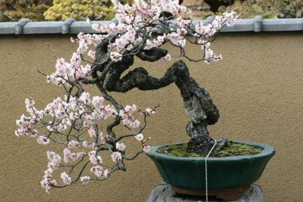 盆栽梅花怎样进行浇水施肥,春秋季每星期浇水2~3次