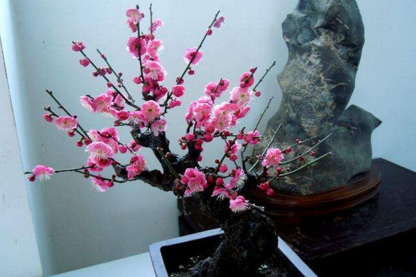 盆栽梅花怎样进行浇水施肥,春秋季每星期浇水2~3次
