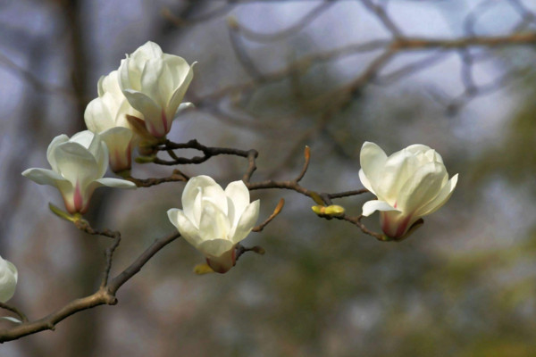 白玉兰花的养殖方法