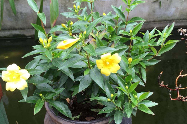 法国香水花怎么养