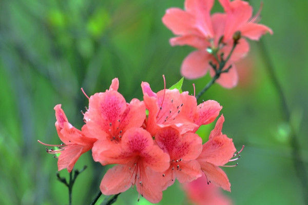 杜鹃花如何浇水