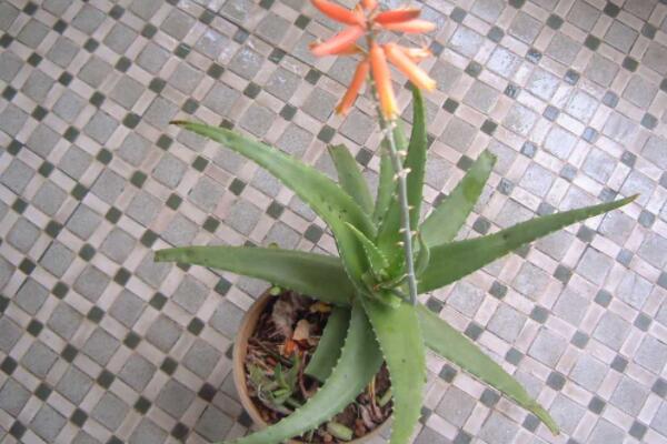 芦荟开花吗