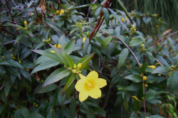 法国香水茉莉有毒吗