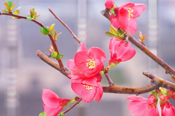 海棠花的花语