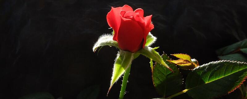 红玫瑰花语是什么