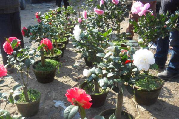 盆栽山茶花的养殖方法