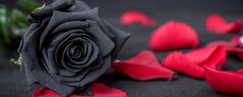 黑玫瑰的花语