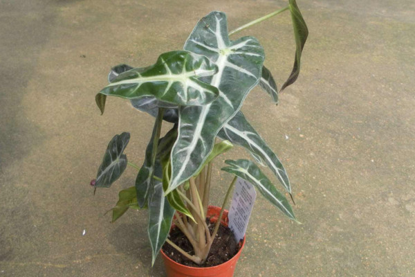 黑叶芋怎么养