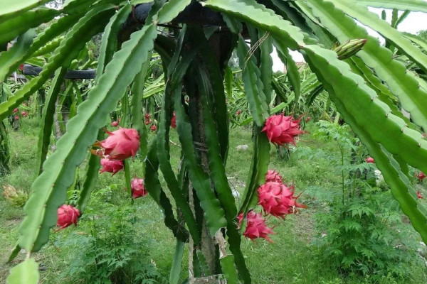 火龙果家庭种植方法