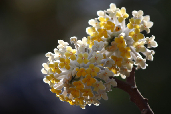 结香花花语