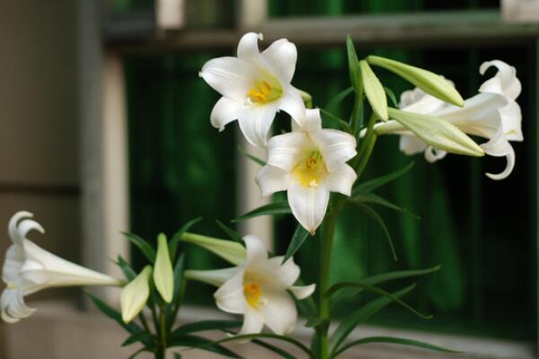 如何让百合分叉多开花