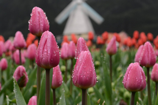 郁金香花语