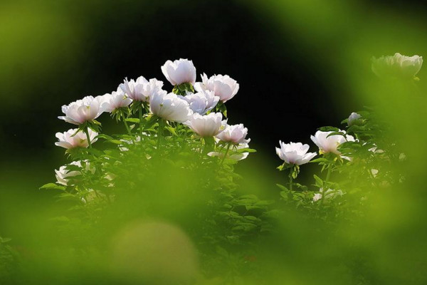 牡丹花的开花时间