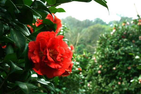 烈香茶花如何养殖