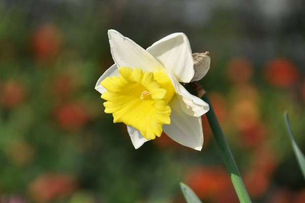 水仙花水培养殖方法