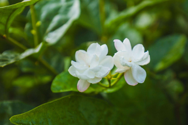 水晶茉莉养殖方法