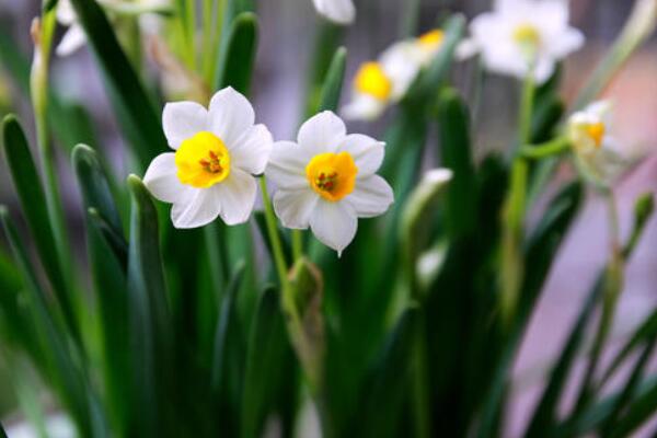 水仙花怎么养殖方法