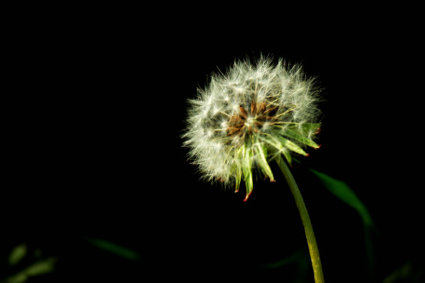 蒲公英的花语是什么