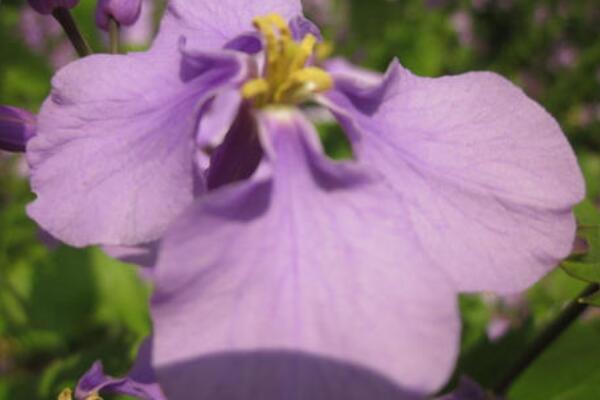 紫罗兰鲜切花养护