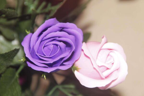 紫色玫瑰代表什么意思