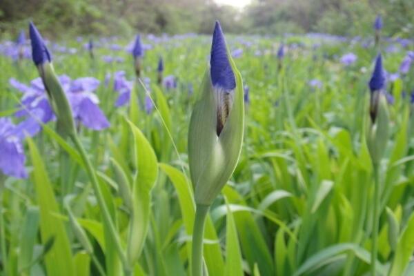 怎样识别珍稀野生兰花