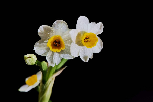 水仙花开败了怎么办