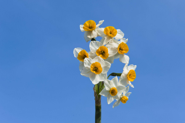 水仙开花后怎样留明年