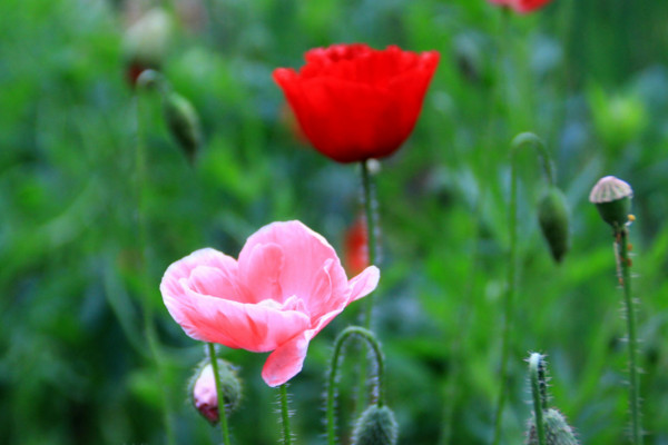 罂粟花花语文字图片