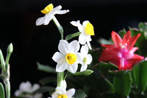 水仙花开败后怎么处理