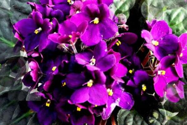 紫罗兰花期多长