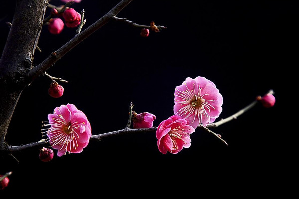 送梅花代表什么意思