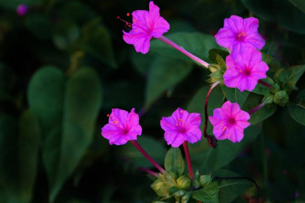 夜来香花有毒吗