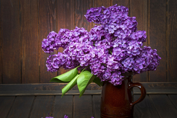 丁香花什么季节开花