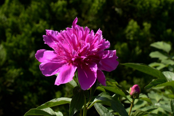 芍药花怎么养