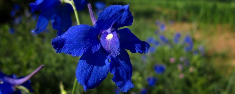 开蓝色的小花的草