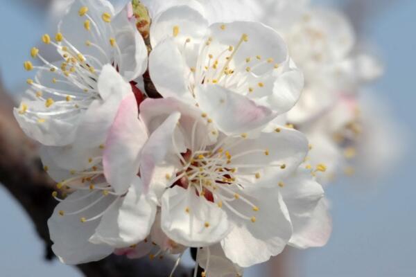 杏树花期能浇水吗