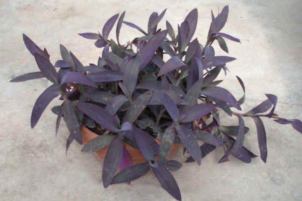 紫色叶子的植物叫什么