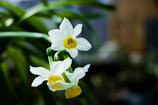 水仙开花后怎样留明年