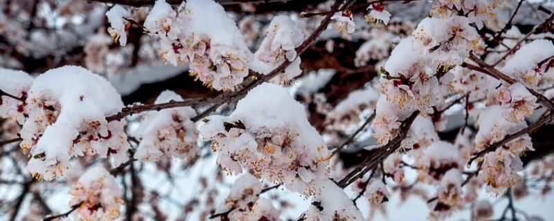 伊犁吐尔根杏花近几年花期时间