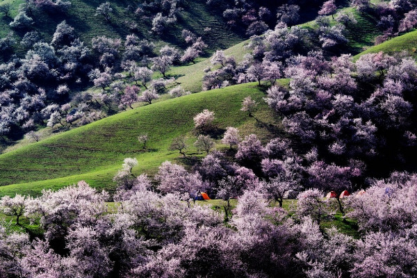 伊犁吐尔根杏花近几年花期时间