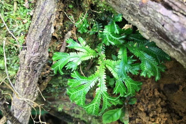 会行走的植物有哪些