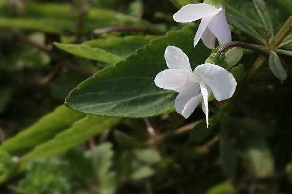 白花地丁能吃吗