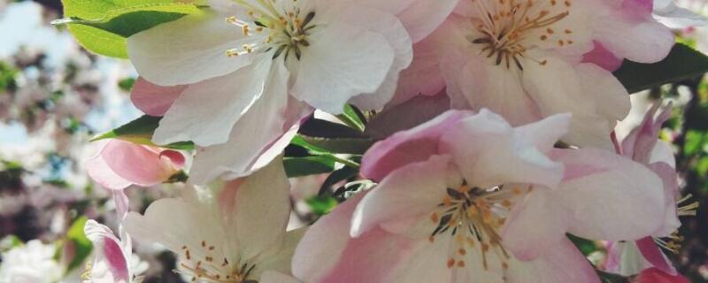 西府海棠和樱花的区别