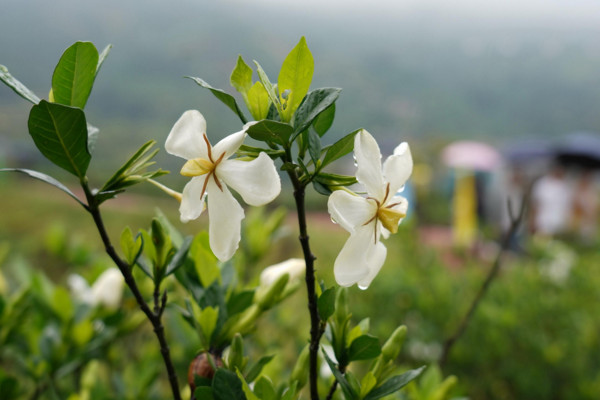 栀子花叶子发黄怎么办