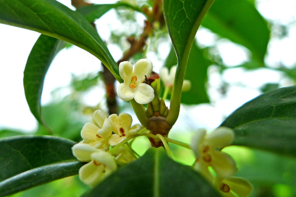 桂花树新芽尖枯萎原因