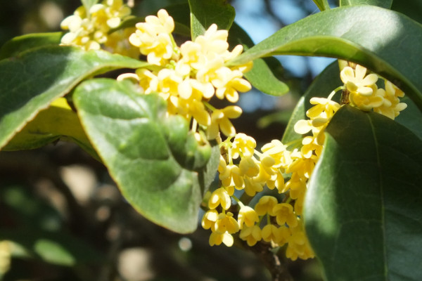 桂花树新芽尖枯萎原因