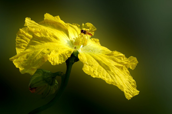 葫芦花是单性花吗